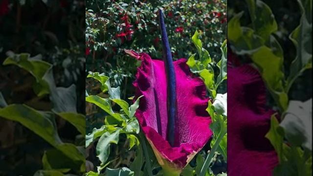 Dragon Arum – Dracunculus vulgaris смотреть онлайн