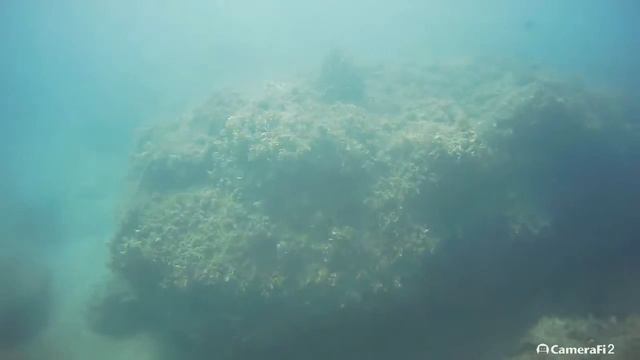 Обитатели Адриатического моря с подводной камерой FFC-Pro