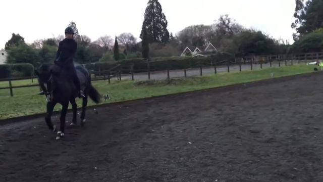 British Dressage Novice 23 (2012) (Revised 2016) Dressage Anywhere Open section смотреть онлайн