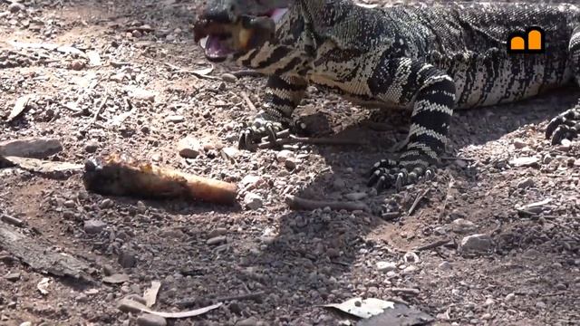 Australia - South Australia - Mount Remarkable N.P. - Monitor Lizard смотреть онлайн
