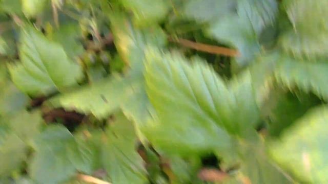 Спасаем яблони и груши.Безаллергенная смородина--зелёная смотреть онлайн