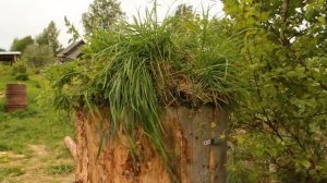 Колода для пчел своими руками.