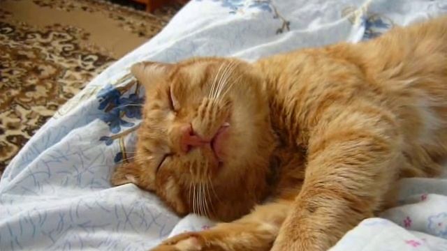 Кот Василий спит смотреть онлайн