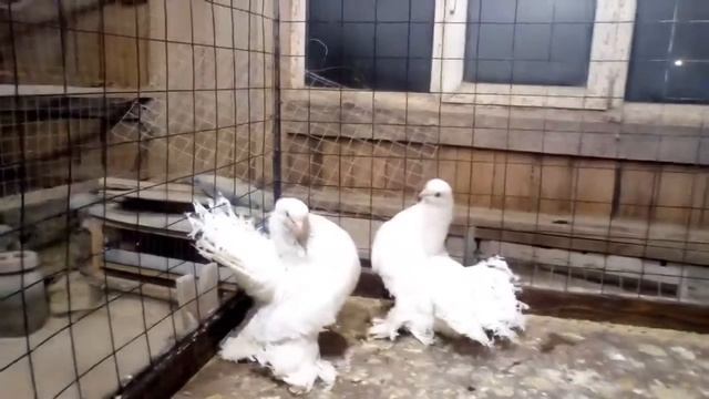 Ростовские стальные качуны - лебеди Продаю 89286075865 смотреть онлайн