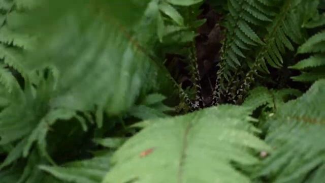 Ostrich Fern (Matteuccia Struthiopteris)