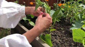 Формирование огурцов в один стебель