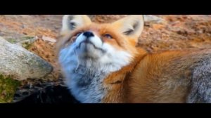 Дошкольникам о Беларуси