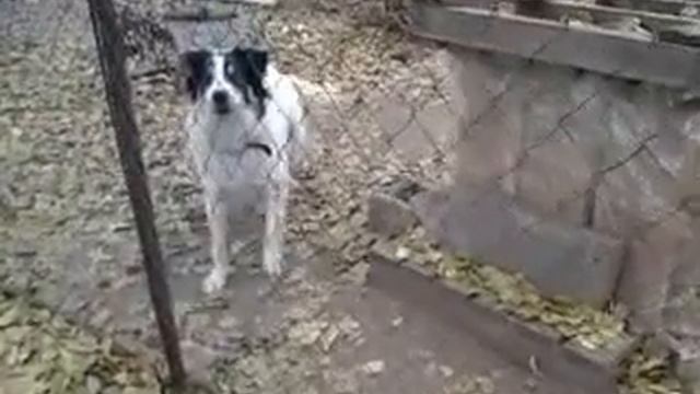 Добрый пес смотреть онлайн