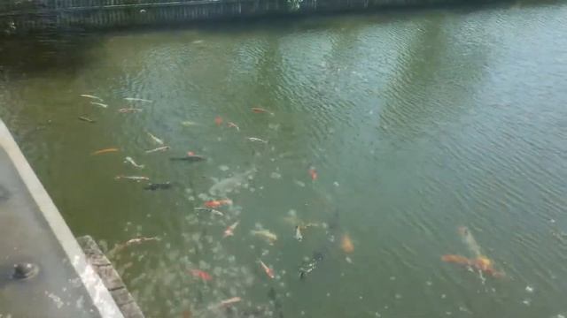 Японские карпы. Кои. Июль 2021 г. смотреть онлайн