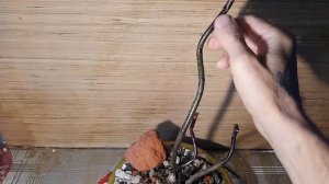 Печальный итог ЛАВРИКА при не правильном уходе The sad result of LAVRIKA with not proper care