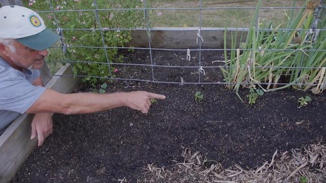 My Italian Beans Have Germinated смотреть онлайн