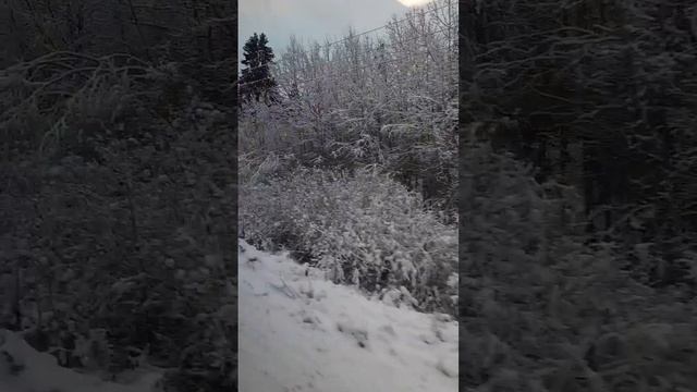 Сказочный зимний лес смотреть онлайн