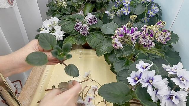 Как избежать проблем укоренения фиалки на фитильном поливе? смотреть онлайн