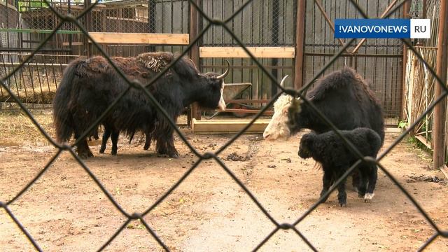 В Ивановском зоопарке родился верблюжонок смотреть онлайн