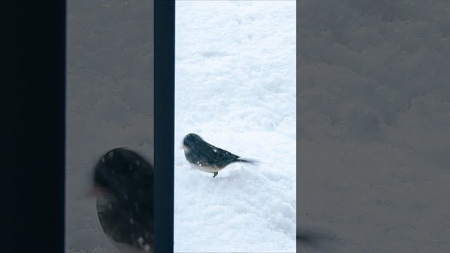Junco - The Winter Bird. How does Junco dig snow to find hidden seeds? смотреть онлайн