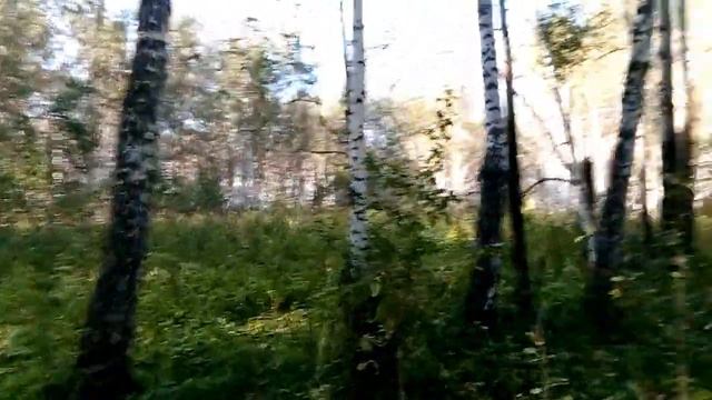 Возвращение с Улантовой горы. Заблудились в лесу. Природа Новосибирской области. Лес.