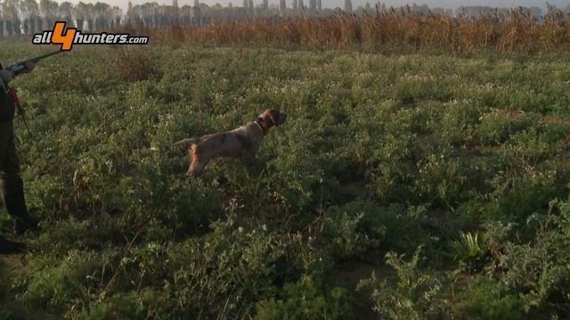 Caccia al fagiano in Val Padana смотреть онлайн