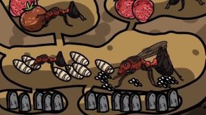 Удивительные Строения Насекомых