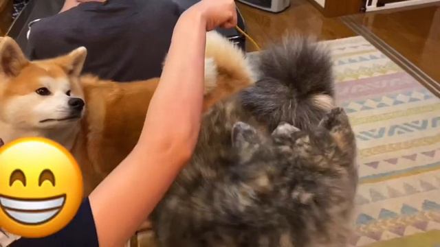 猫じゃらしで晩酌の邪魔をするトリオ【Akita-inu】Disturb evening drink смотреть онлайн