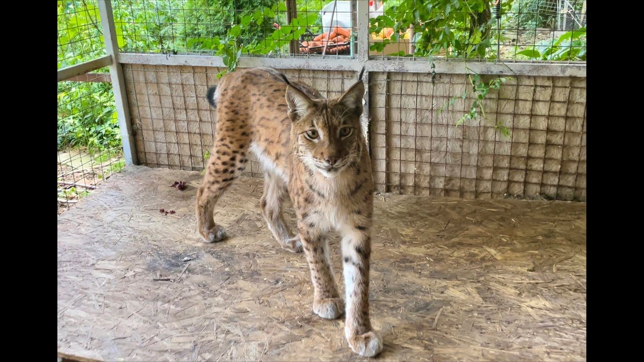 Рысь Марс на стриме!