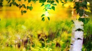 Моя берёзовая Русь - Музыка исп. Иван Кондратьев, Стихи Людмила Бабкина.