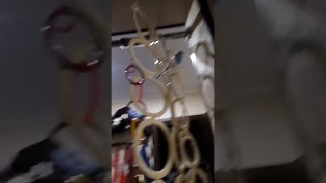 Мой попугай пылесос=) смотреть онлайн