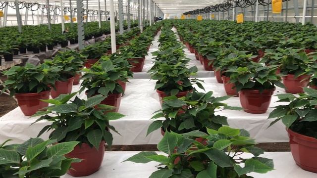 Пуансетия, рождественская звезда смотреть онлайн