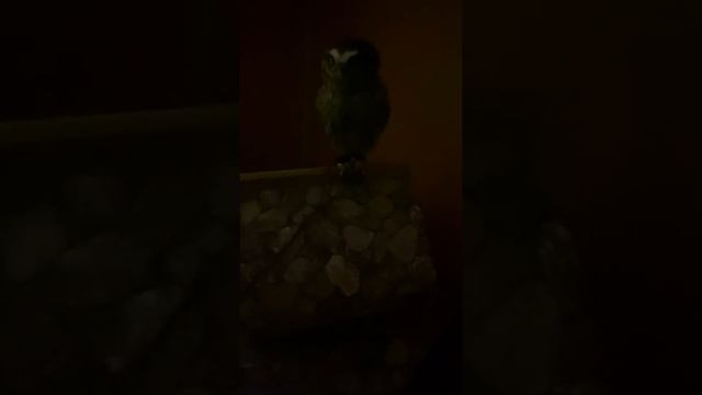 Как кричит домовой? смотреть онлайн