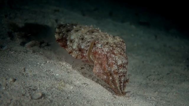 D2U club - Дайвинг на Занзибаре - Ночное погружение Nungwi Reef ... смотреть онлайн