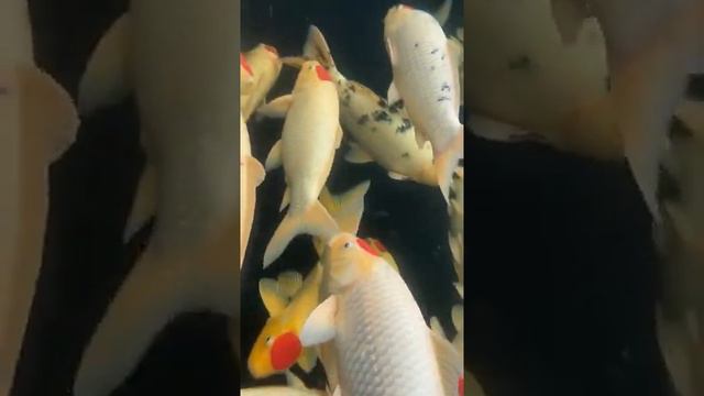 What the Cutest And Attractive Fishes, Gold Fish, Telescope eye - Most Beautiful Fish Video#549 смотреть онлайн