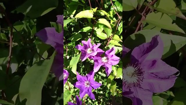 Clematis 'The President' смотреть онлайн