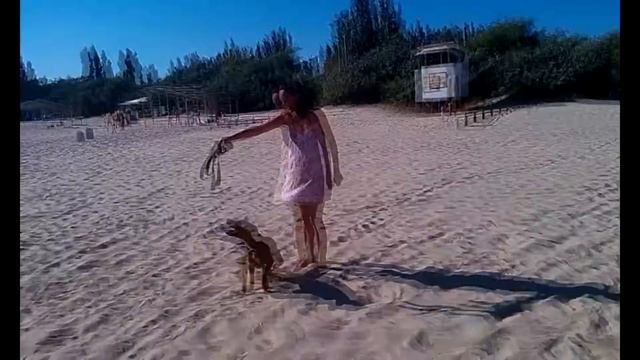 ПИТБУЛЬ И МОРЕ. Что делает собака питбуль на море? смотреть онлайн