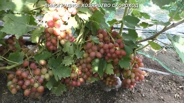Сорта винограда 2020. Розовая ультра Кострикина и Ливия - и снова выручаги смотреть онлайн