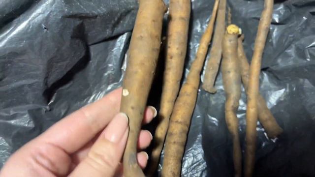 Часть 1/Проращивание слепых корней пиона Корал Сансет осенью и зимой смотреть онлайн