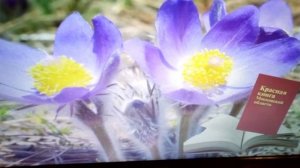 Цветы из Красной книги Подмосковья.