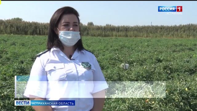 Россельхознадзор провёл рейд в Камызякском районе на наличие томатной моли смотреть онлайн