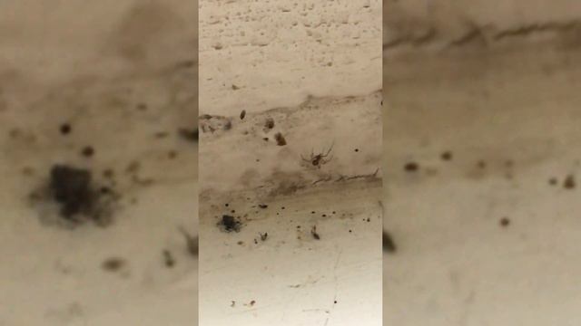 Тизер нового видео. Там будет паук! Человек и Паук! смотреть онлайн
