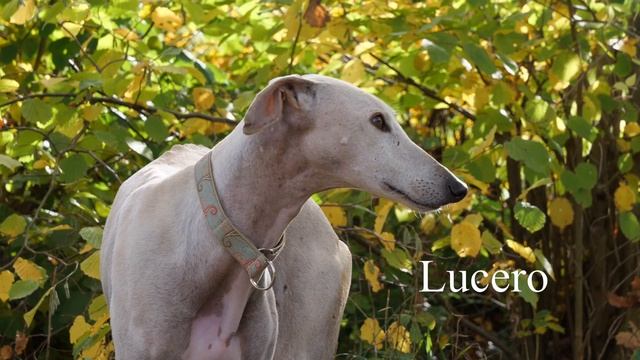 Die Geschwister Ana und Lucero suchen gemeinsam eine Familie смотреть онлайн