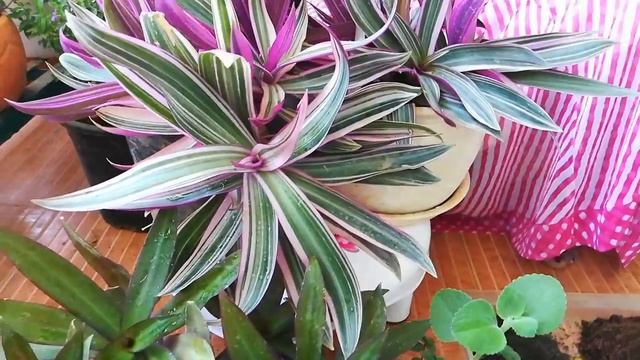 Rhoeo Tricolor And Discolor Plant. Tips For Curing And Propagation. ???