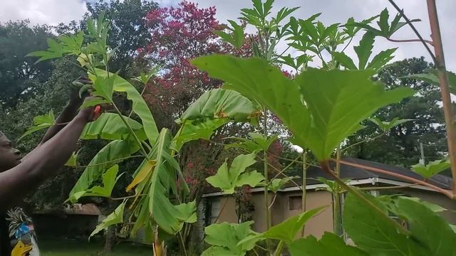A Few Tips On Growing Okra for HOME GARDENERS смотреть онлайн