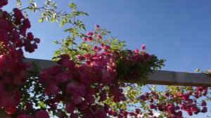 Eine junge Ramblerrose Rosa Minnehaha