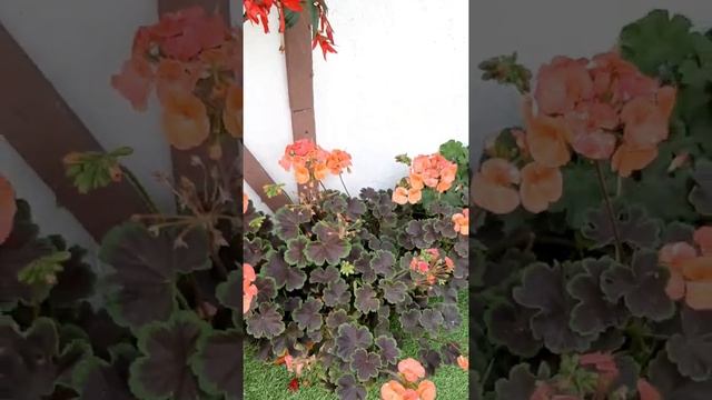 Пеларгония Найт Сэлмон (Night Salmon) смотреть онлайн