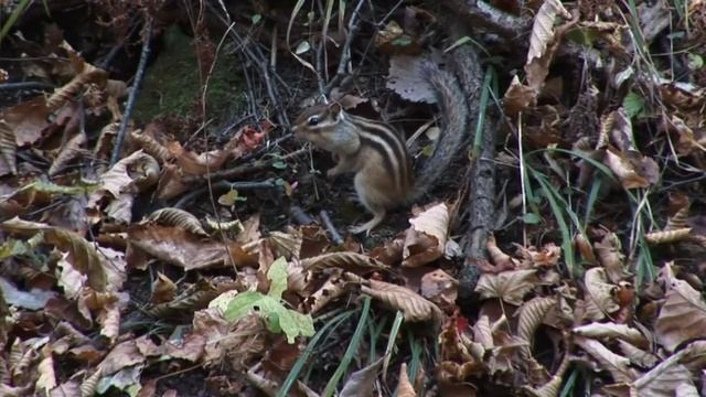 Бурундуки смотреть онлайн