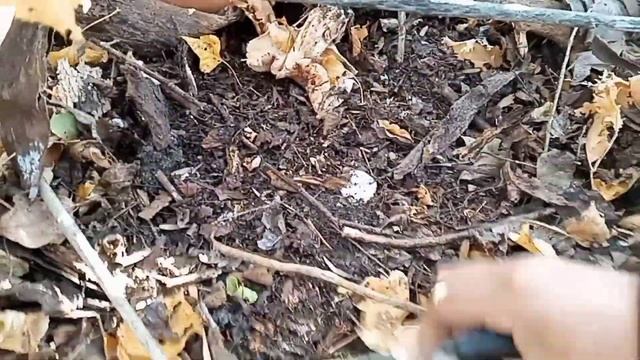 ТОПОЛЕВАЯ РЯДОВКА МАССОВО 10.10.2020