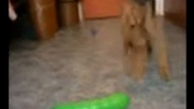 Эрдельтерьер Ричард