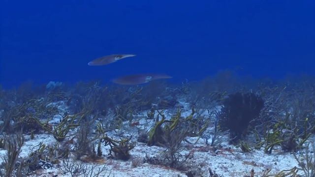 Учим Цвета и Название Морских Животных Рибки Акула Краб Осьминог Игрушки Для Малышей Детское Видео смотреть онлайн