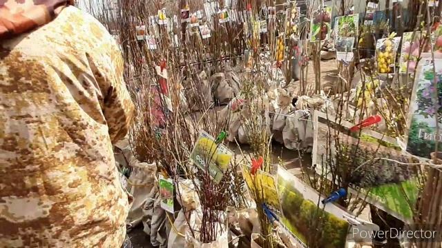 НОВЫЕ САЖЕНЦЫ для моего САДА. ПОЕЗДКА в ПИТОМНИК смотреть онлайн