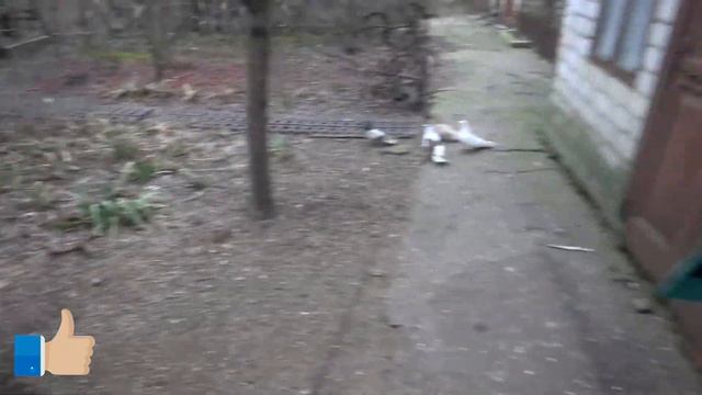 Херсон, что летает. голуби или снаряды? смотреть онлайн