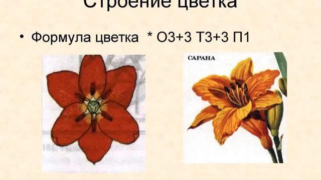 Лилейные смотреть онлайн