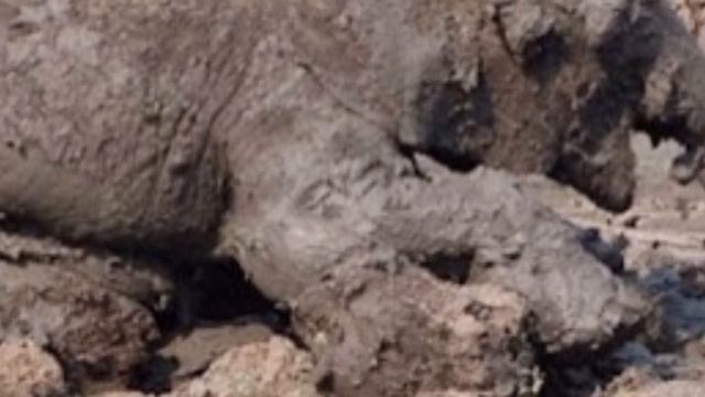 Слониха 11 часов рыла яму в земле. Вы будете потрясены, когда узнаете зачем! смотреть онлайн